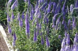 Przetacznik kłosowy Nana Blauteppich Veronica spicata P9
