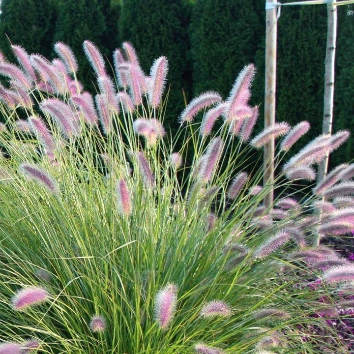 Rozplenica japońska Red Head Pennisetum alopecuroides P9