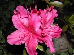 Azalia japońska Marilee Rhododendron obtusum C2