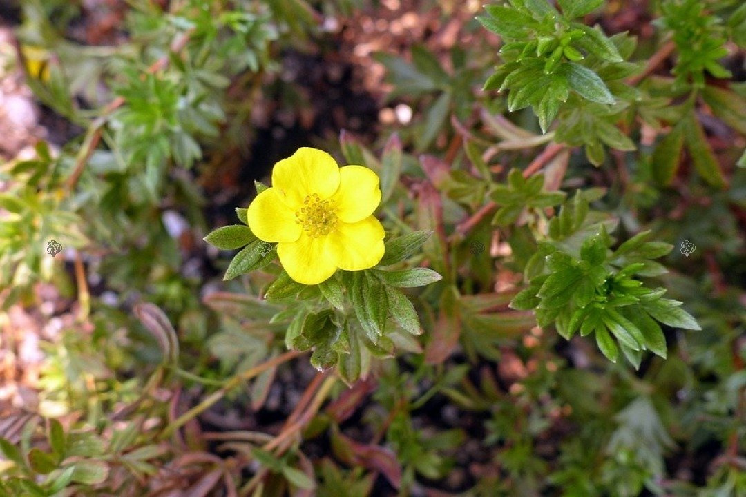 Pięciornik krzewiasty Goldfinger Potentilla fruticosa P9