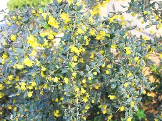 Berberys Fricarta Telstar Berberis fricartii C2
