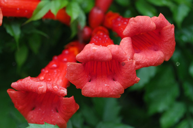 Milin amerykański Flamenco Campsis radicans C2