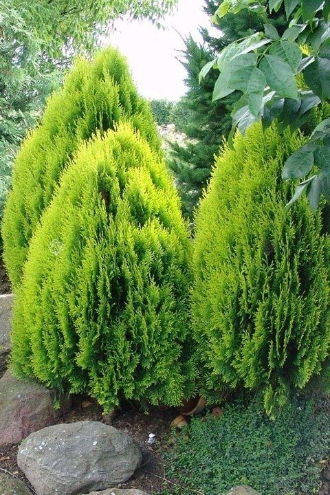 Tuja Aurea Nana Platycladus orientalis P9