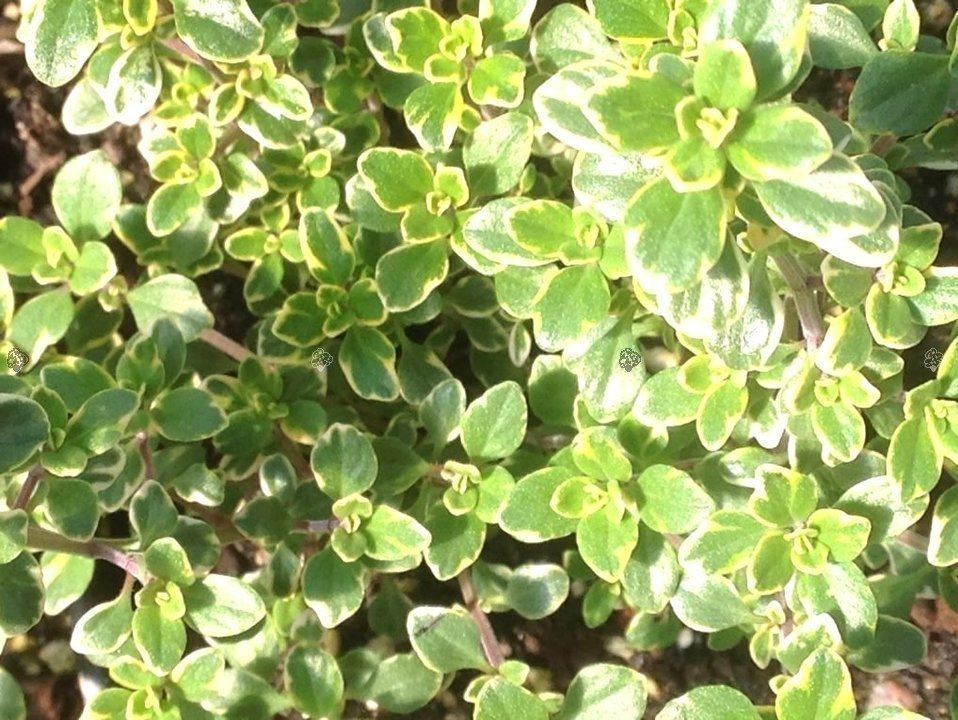 Macierzanka cytrynowa Aureus Thymus Citriodorus P9
