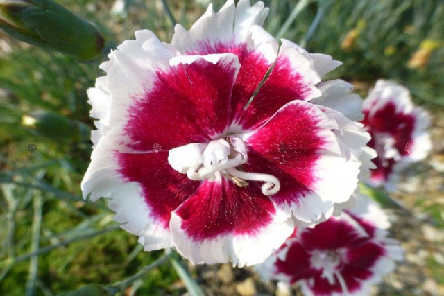 Goździk Alwooda Alice Dianthus allwoodii C3