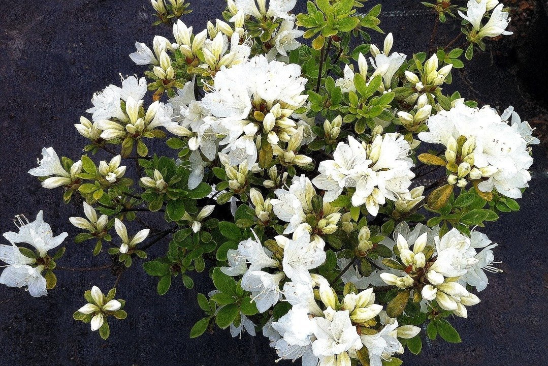 Azalia japońska Diamant Weiss Rhododendron obtusum C2