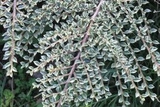 Irga purpurowa Variegatus Cotoneaster atropurpureus