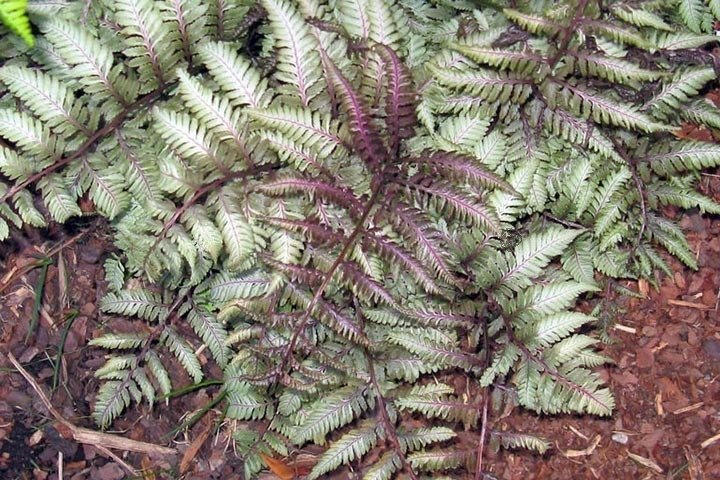 Wietlica japońska Ursula's Red Athyrium niponicum C2