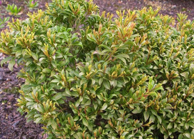 Pieris japoński Minor Pieris japonica C1,5