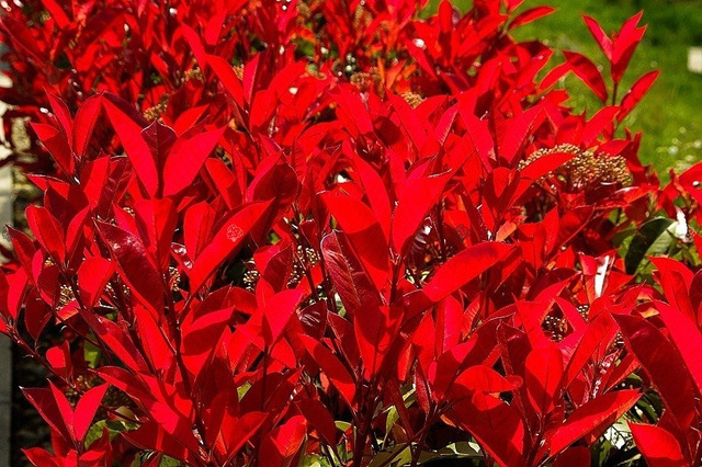 Głogownik Frasera Red Robin Photinia fraseri P9