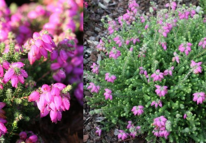 Wrzosiec watsona Mary Erica watsonii C1