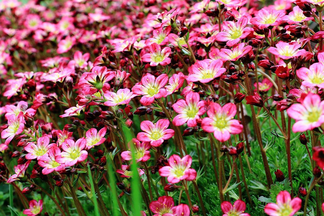 Skalnica Arendsa Carpet Pink Saxifraga arendsii C1,5