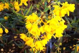 Berberys wąskolistny Berberis stenophylla P9