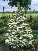 Kalina japońska Kilimandjaro PBR Viburnum plicatum C3