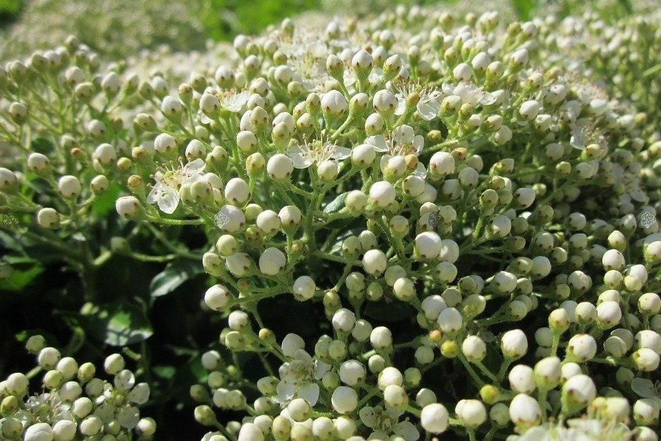 Ognik szkarłatny Red Cushion Pyracantha coccinea P9