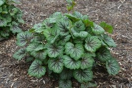 Żurawka Green Spice Heuchera P9