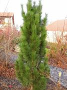 Sosna czarna Pyramidalis Pinus nigra C5