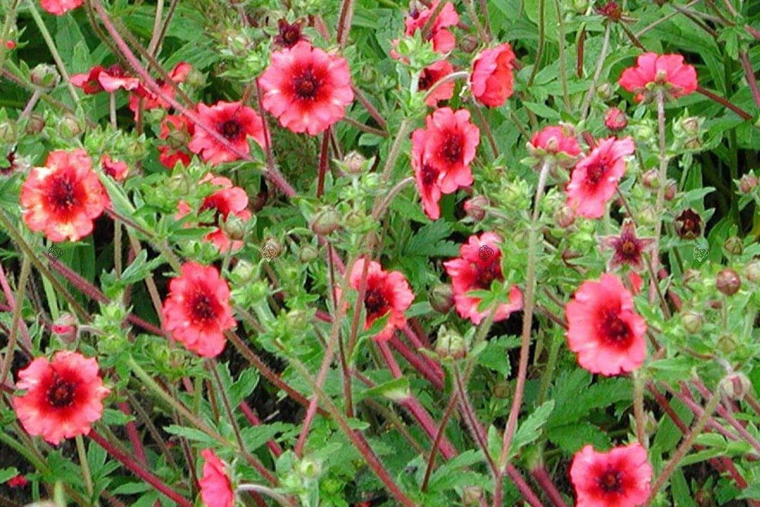 Pięciornik nepalski Miss Willmott Potentilla nepalensis P9