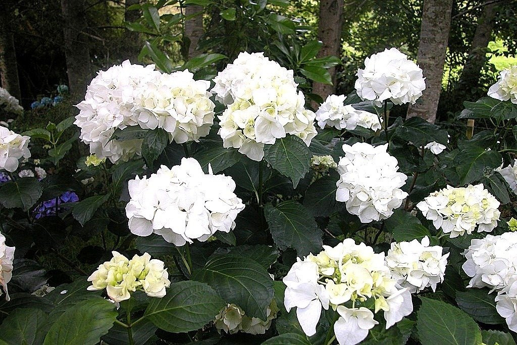 Hortensja ogrodowa Immaculata Hydrangea macrophylla C3