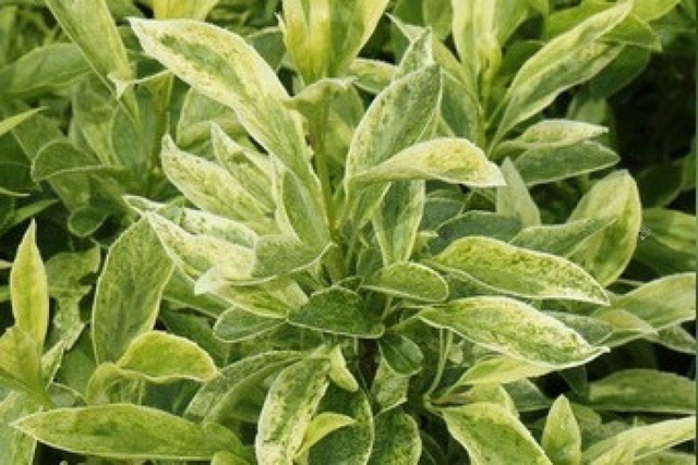 Forsycja pośrednia Era Forsythia intermedia P9