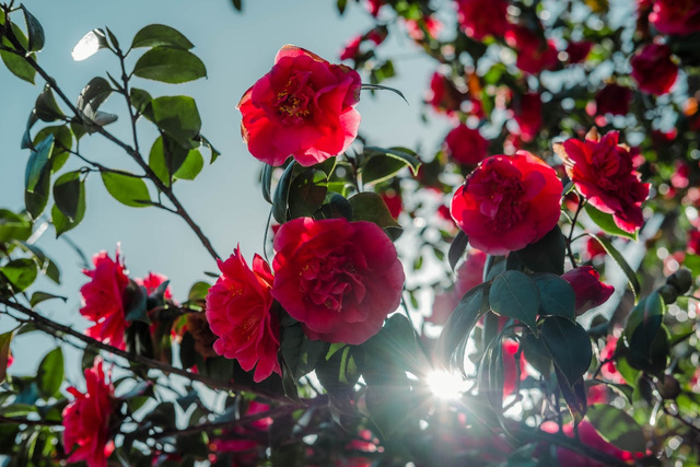 Kamelia japońska Black Lace Camellia japonica P9