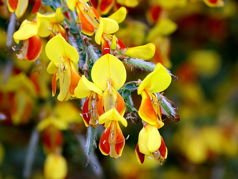 Żarnowiec Firefly Cytisus C3