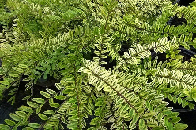 Suchodrzew chiński Variegata Lonicera pileata P9