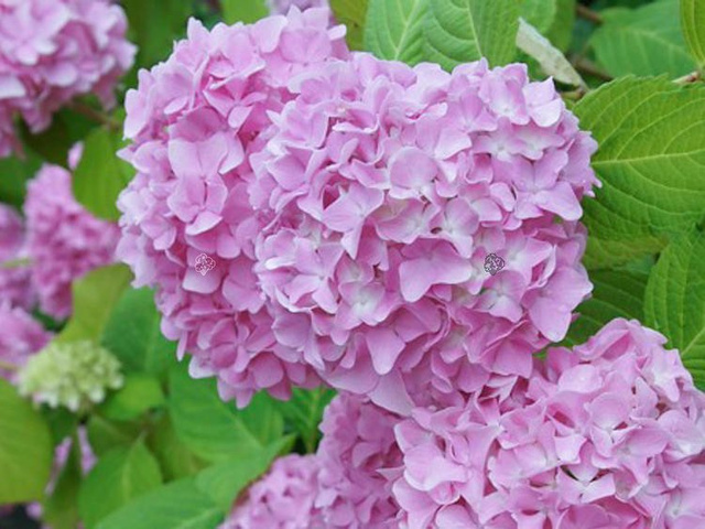 Hortensja ogrodowa Semperflorens Hydrangea macrophylla