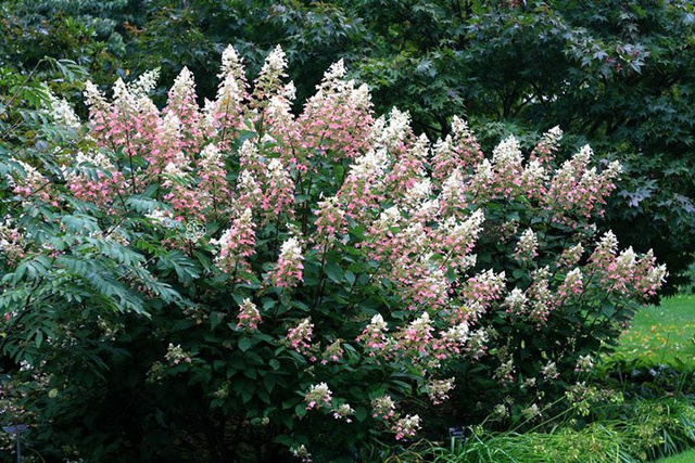 Hortensja bukietowa Big Ben Hydrangea paniculata C2