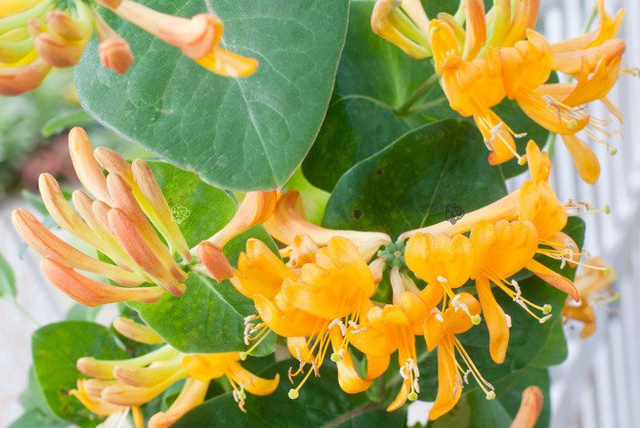 Wiciokrzew Tellmana Lonicera tellmaniana P9
