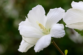 Ketmia syryjska Eleonore PBR Hibiscus syriacus C7,5