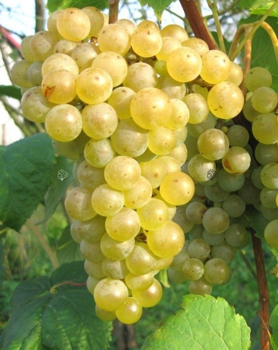 Winorośl Seyvel Vitis C2
