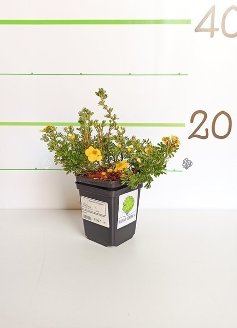 Pięciornik krzewiasty Kobold Potentilla fruticosa P9