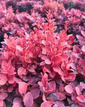 Berberys Thunberga Red Cloud Berberis thunbergii C2