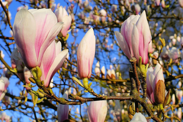 Magnolia Soulange'a Magnolia soulangeana C2