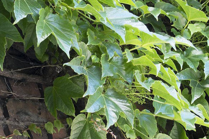 Winobluszcz trójklapowy Veitchii Parthenocissus tricuspidata C2