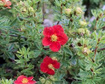 Pięciornik krzewiasty Red Lady Potentilla fruticosa C2