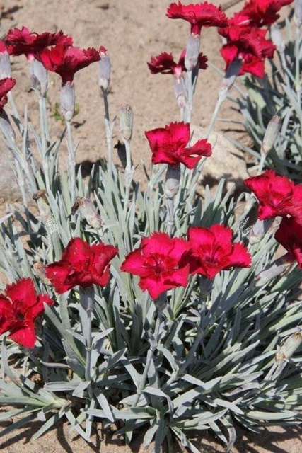 Goździk siny Rubin Dianthus gratianopolitanus P9