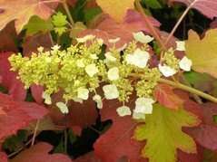 Hortensja dębolistna Burgundy Hydrangea quercifolia C2