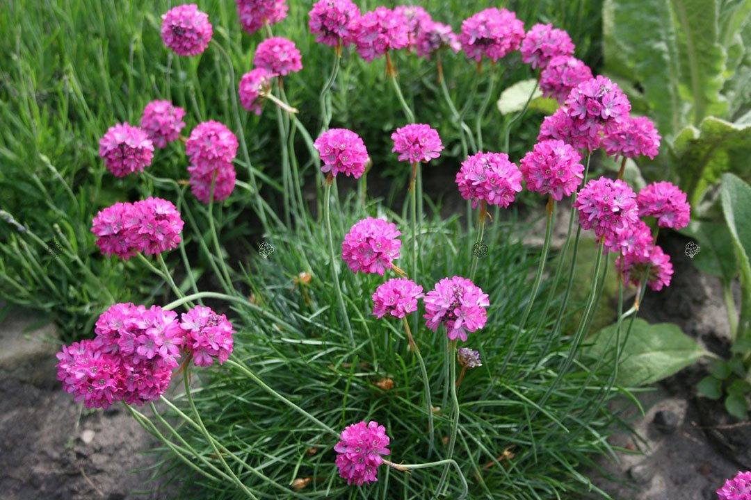 Zawciąg pospolity Splendens Perfecta Armeria martima P9