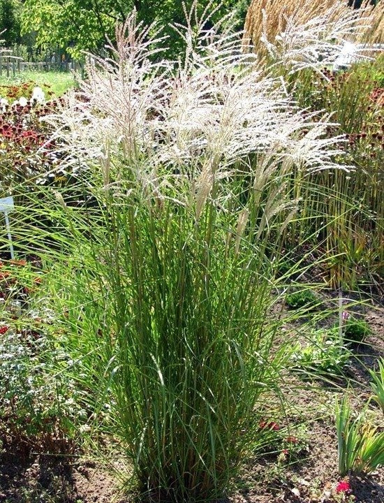 Miskant chiński Graziella Miscanthus sinensis C5