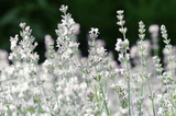 Lawenda wąskolistna Elegance Ice Lavandula angustifolia P9