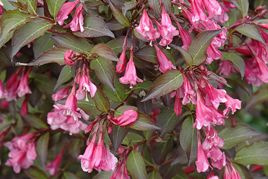 Krzewuszka wczesna Samba Weigela praecox P9
