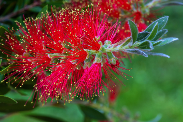 Kuflik Endeavour Callistemon P9