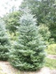 Jodła koreańska Silberlocke Abies koreana C5