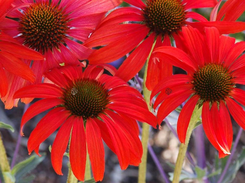 Jeżówka Tomato Soup PBR Echinacea hybrida C2