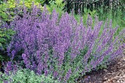 Kocimiętka Faassena Six Hill Giant Nepeta fassenii P9