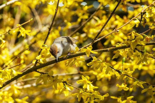 Forsycja Maluch Forsythia P9