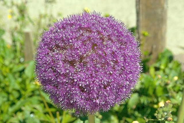 Czosnek olbrzymi Allium giganteum C2