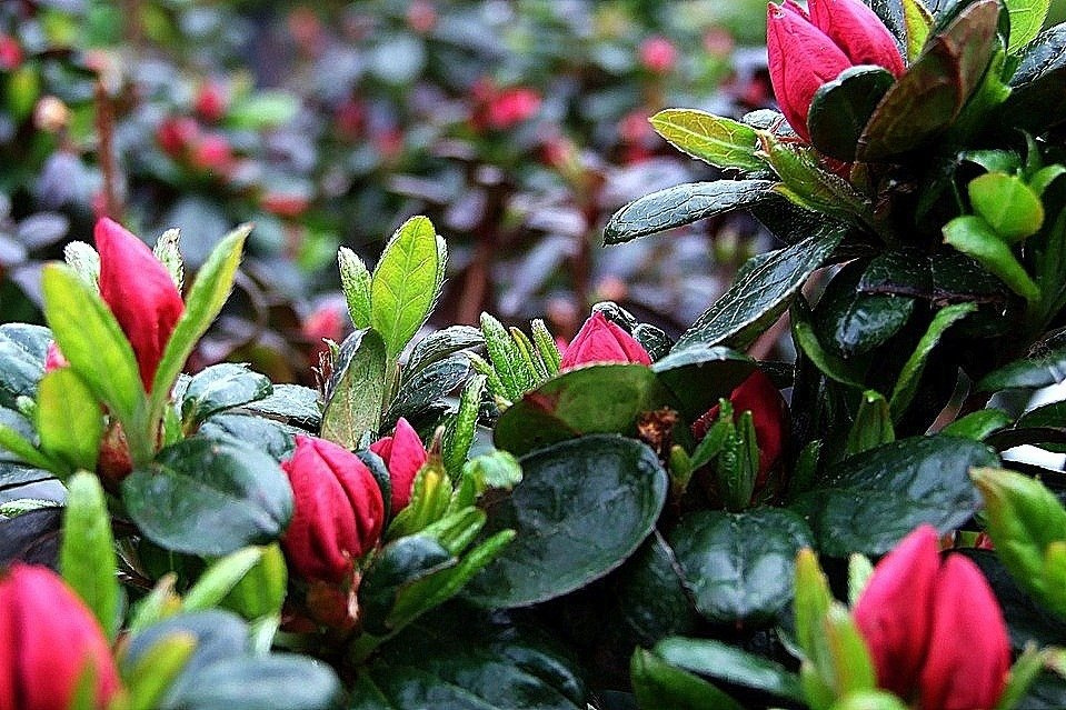 Azalia japońska Nordlicht Rhododendron obtusum C2